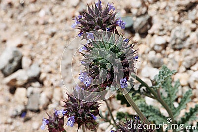 Salvia Columbariae Bloom - Pinto Basin Desert - 032422 Stock Photo