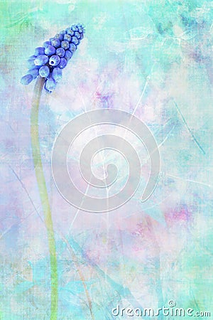 Blue flowering Grape Hyacinth dreamy background Stock Photo