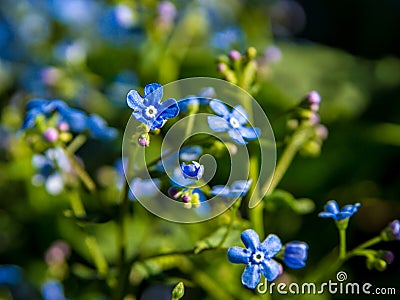 Blue flowers Brunnera sibirica forget-me-not close up Stock Photo