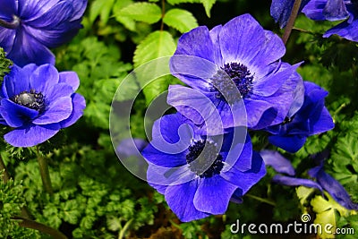 Blue Poppy Anemone Stock Photo