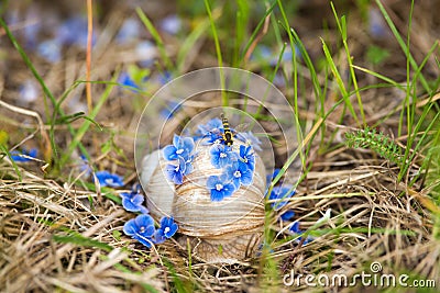 Blue flowers fell on snail by wind with a young wasp Stock Photo