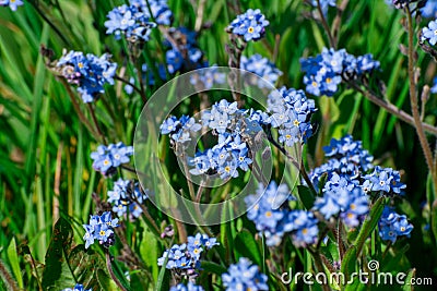 Blue flowers on field Stock Photo
