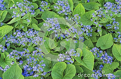 Blue flowers of forget-me-not Brunner on the background of green leaves Stock Photo