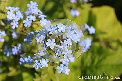 Blue flowers of forget-me-not on green background, horizontal view. Stock Photo