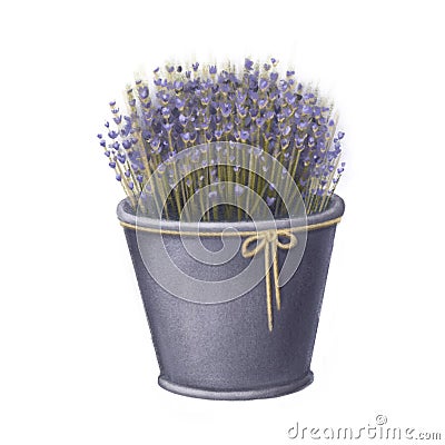 Blue flowers of lavender in Provence, spring romantic clipart in watercolor style Stock Photo