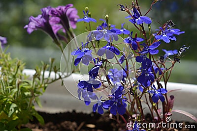 Blue flowers of lobelia and blurred petunia flowers on the background. Stock Photo