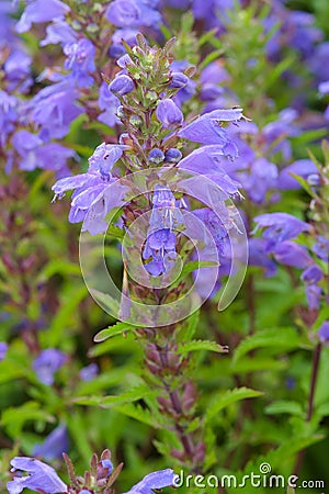 Blue flowers of Moldavian Dragonhead in the garden Stock Photo