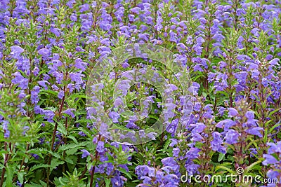 Blue flowers of Moldavian Dragonhead in the garden Stock Photo