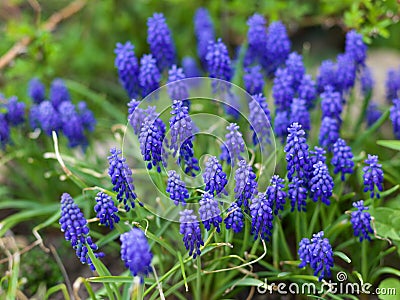 Blue flowers - muscari Stock Photo