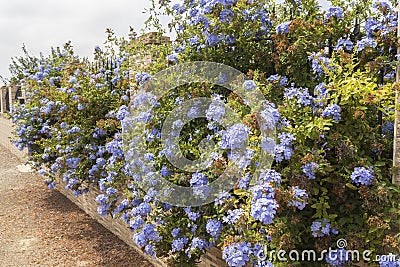 Blue flowers plumbago auriculata, cape leadwort, blue jasmine Stock Photo