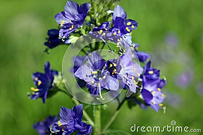 Blue flowers Polemonium caeruleum or Jacob's-ladder Stock Photo