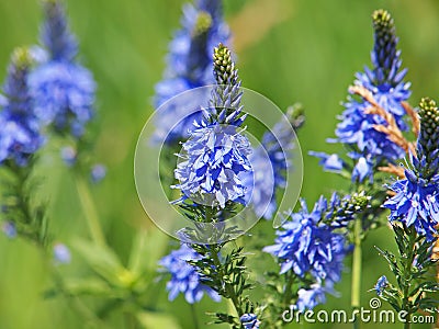 Blue flowers of Prostrate speedwell Stock Photo