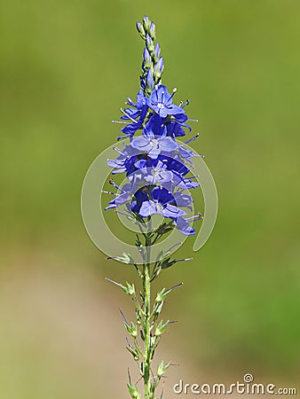 Blue flowers of Prostrate speedwell. Veronica prostrata Stock Photo