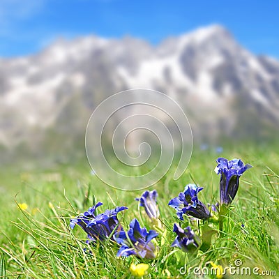 Blue flowers Stemless gentian (Gentiana acaulis) growing in the mountain meadow. Stock Photo