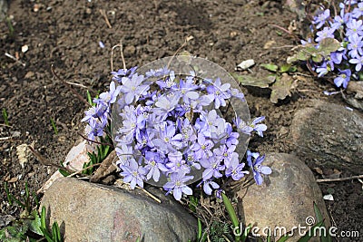 blue flowers on a stone Stock Photo