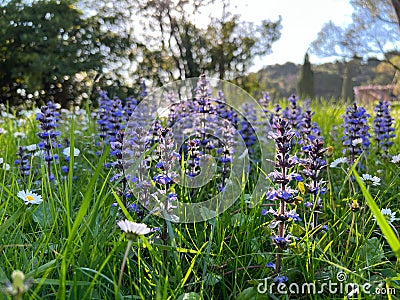 Blue flowers of the tenacious on a green field Stock Photo