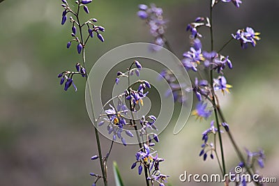 Blue Flowers Stock Photo