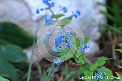 blue flowers of true forget-me-not (Myosotis scorpioides Stock Photo