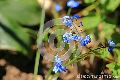 blue flowers of true forget-me-not (Myosotis scorpioides Stock Photo