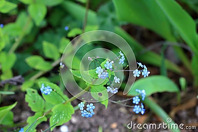 blue flowers of true forget-me-not (Myosotis scorpioides Stock Photo