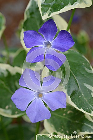 Blue flowers of vinca major. Stock Photo