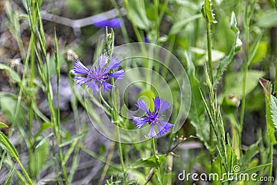 Blue flowers of wild cornflower. Centaurea depressa close-up among green grass Stock Photo