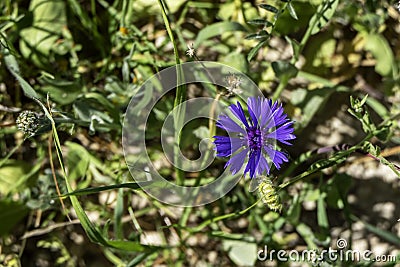 Blue flowers of wild cornflower. Centaurea depressa close-up among green grass Stock Photo