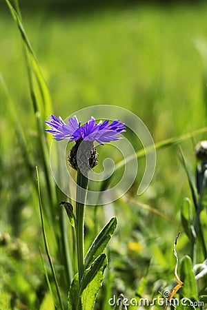 Blue flowers of wild cornflower. Centaurea depressa close-up among green grass Stock Photo