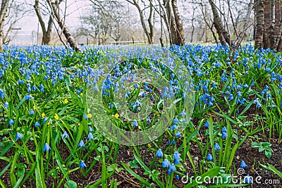 Blue flowers at wild garden. Travel photo. Stock Photo