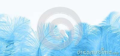 blue fluffy ostrich feather background, delicate luxury texture for designer, text mockup, cards. Smooth elegant texture can use Stock Photo