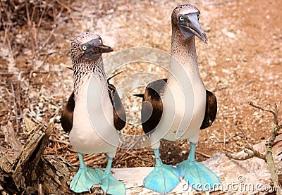 Blue Foot Gannet (Sula Neboxii) Stock Photo