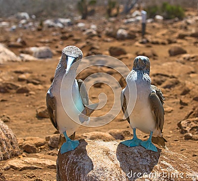 Blue-footed boobies Stock Photo