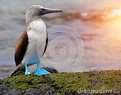 Blue footed booby at Galapagos Stock Photo