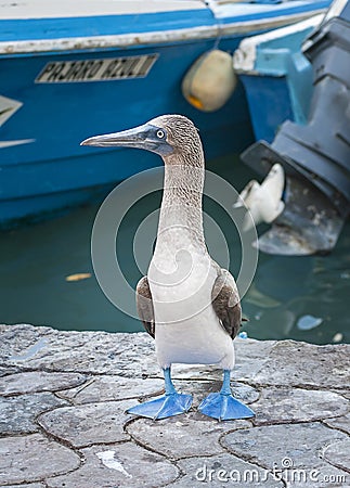 Blue Footed Booby, Galapagos Islands, Ecuador Editorial Stock Photo