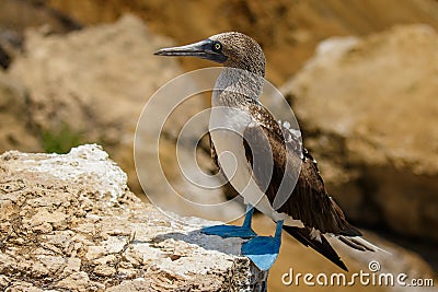 The Blue footed booby at the Isla de la Plata, Ecuador Stock Photo