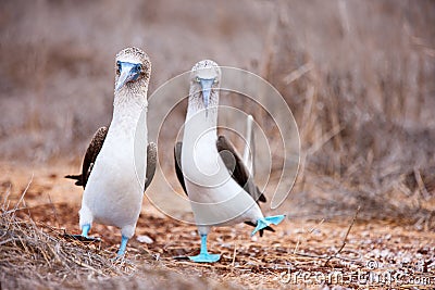 Blue footed booby mating dance Stock Photo