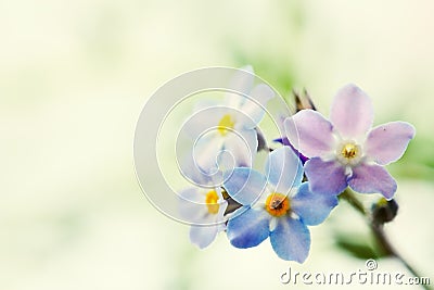 Blue forget me not flower Stock Photo