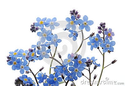 Blue Forget me not flower Stock Photo