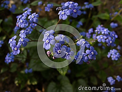 Blue forget me not flowers blooming on green background Forget-me-nots, Myosotis sylvatica, Myosotis scorpioides . Spring blossom Stock Photo