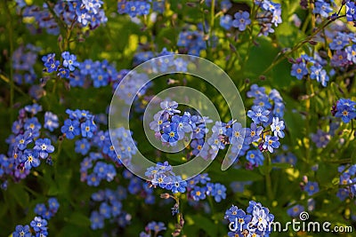 Blue Forget me not Flowers Blooming on green background Forget-me-nots, Myosotis sylvatica, Myosotis scorpioides Stock Photo