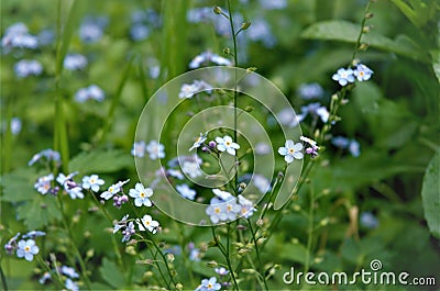 blue forget-me-not flowers in the grass in the garden, summer slide Stock Photo