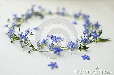 Blue wildflowers Stock Photo