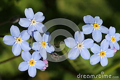 Blue Forget-me-not flowers (Myosotis) Stock Photo