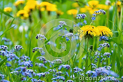 Blue forget-me-not flowers and yellow dandelions Stock Photo