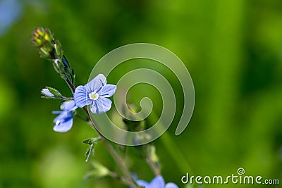 Blue forget me not Myosotis flower close up macro shot Stock Photo