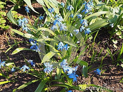 Blue forget-me-not myosotis flowers in the garden Stock Photo