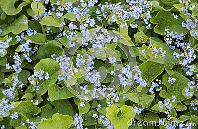 Blue forget-me-nots Stock Photo