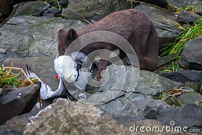 Blue Fox breaks bird Seagull, caught on rookery Stock Photo