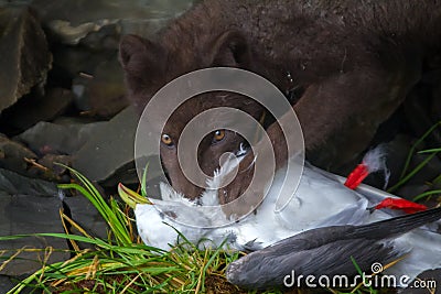 Blue Fox breaks bird Seagull, caught on rookery Stock Photo