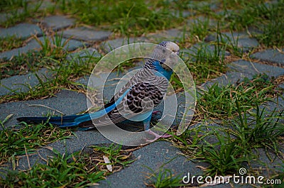 Parrot on the loose in china Stock Photo